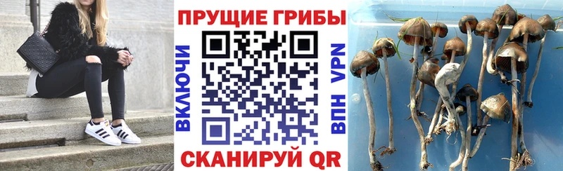Псилоцибиновые грибы ЛСД  Сясьстрой 